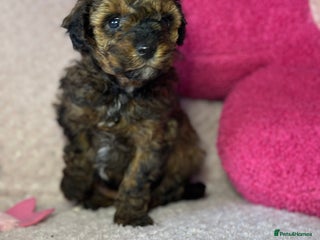 Toy Poodle dogs - Advert 1