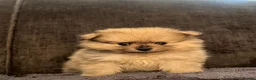 Pomeranian dogs for sale: Stunning Pomeranian puppys - Advert 5