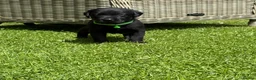 Labrador Retriever dogs for sale: Healthy puppies waiting loved by a new family  in Cheltenham - Advert 1