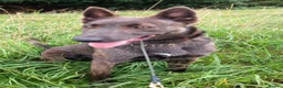 Belgian Shepherd Dog dogs for adoption: THEIA - Malinois - Advert 4