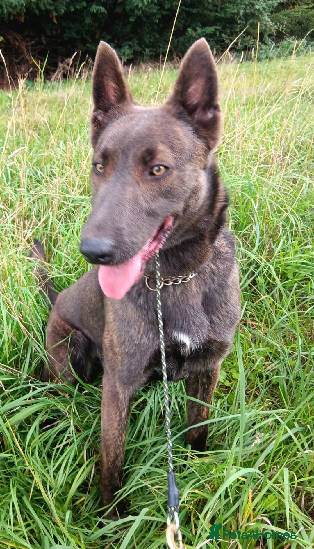 Belgian Shepherd Dog dogs for adoption: THEIA - Malinois - Advert 4
