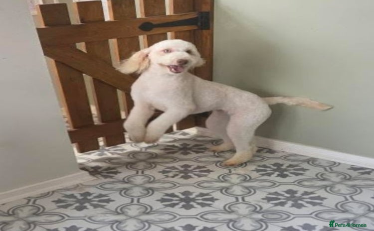 Miniature Poodle dogs - Advert 1