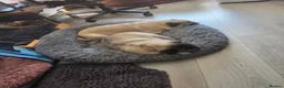 Pug dogs for sale: Male Pug age 10 and Female Pug age 6 in Birmingham - Advert 3