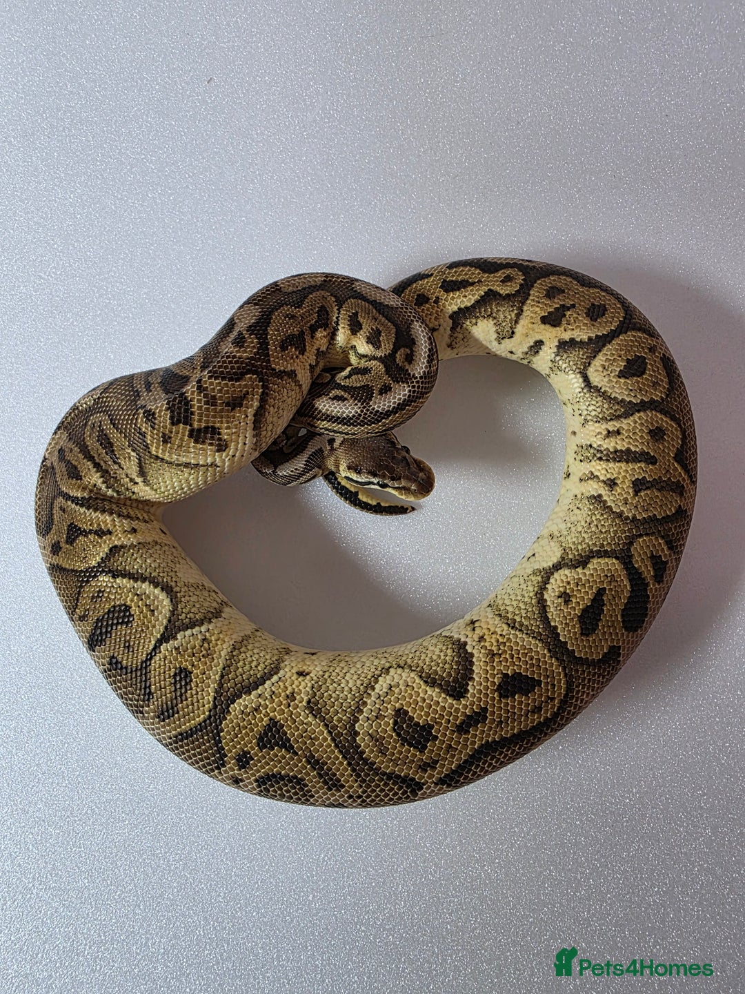 Snake reptiles for sale: Ball pythons  - Advert 23