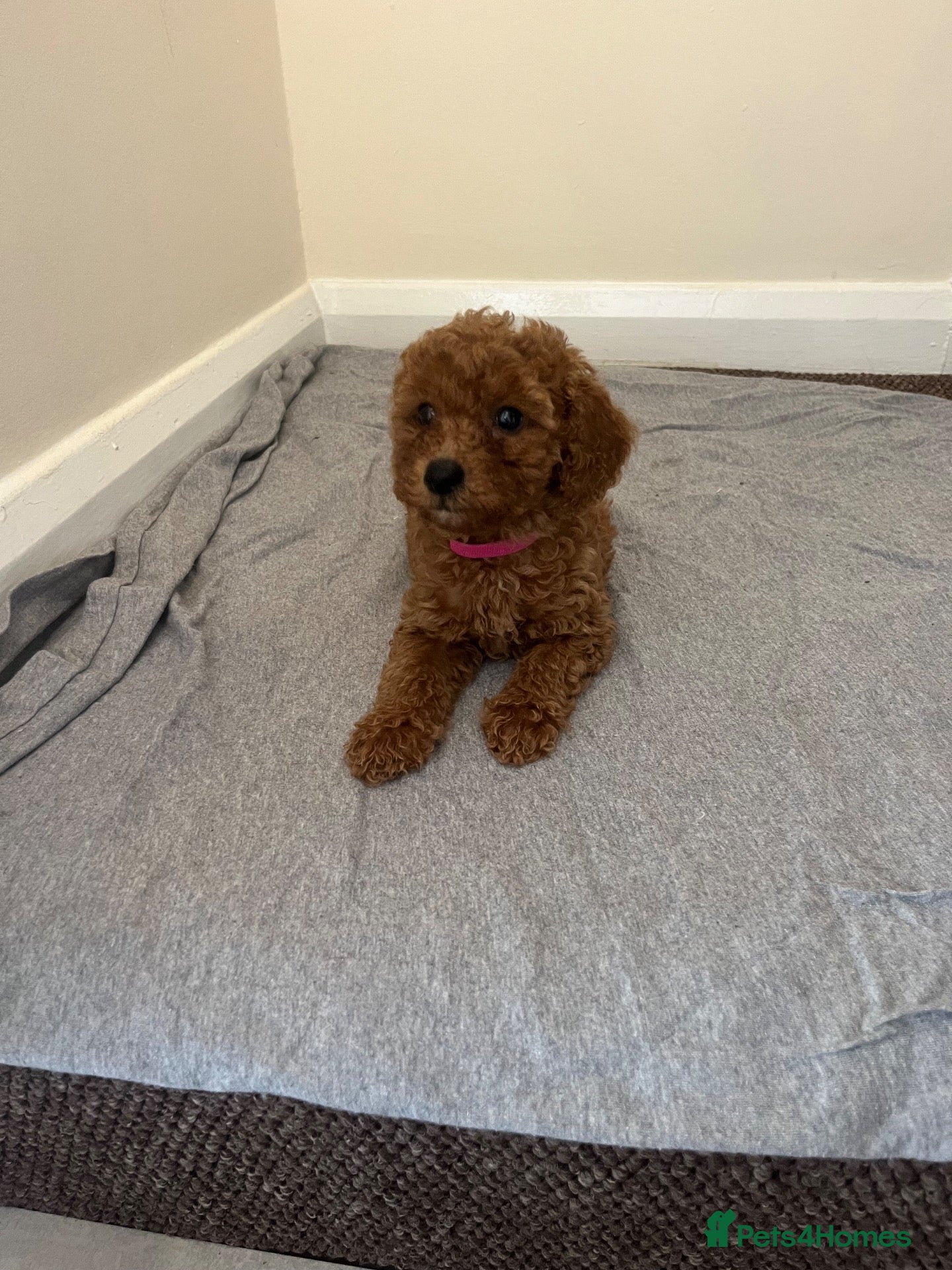 Miniature Poodle dogs Miniature poodle puppies  - Advert 1