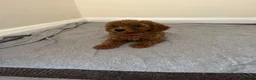 Miniature Poodle dogs for sale: Miniature poodle puppies  - Advert 12
