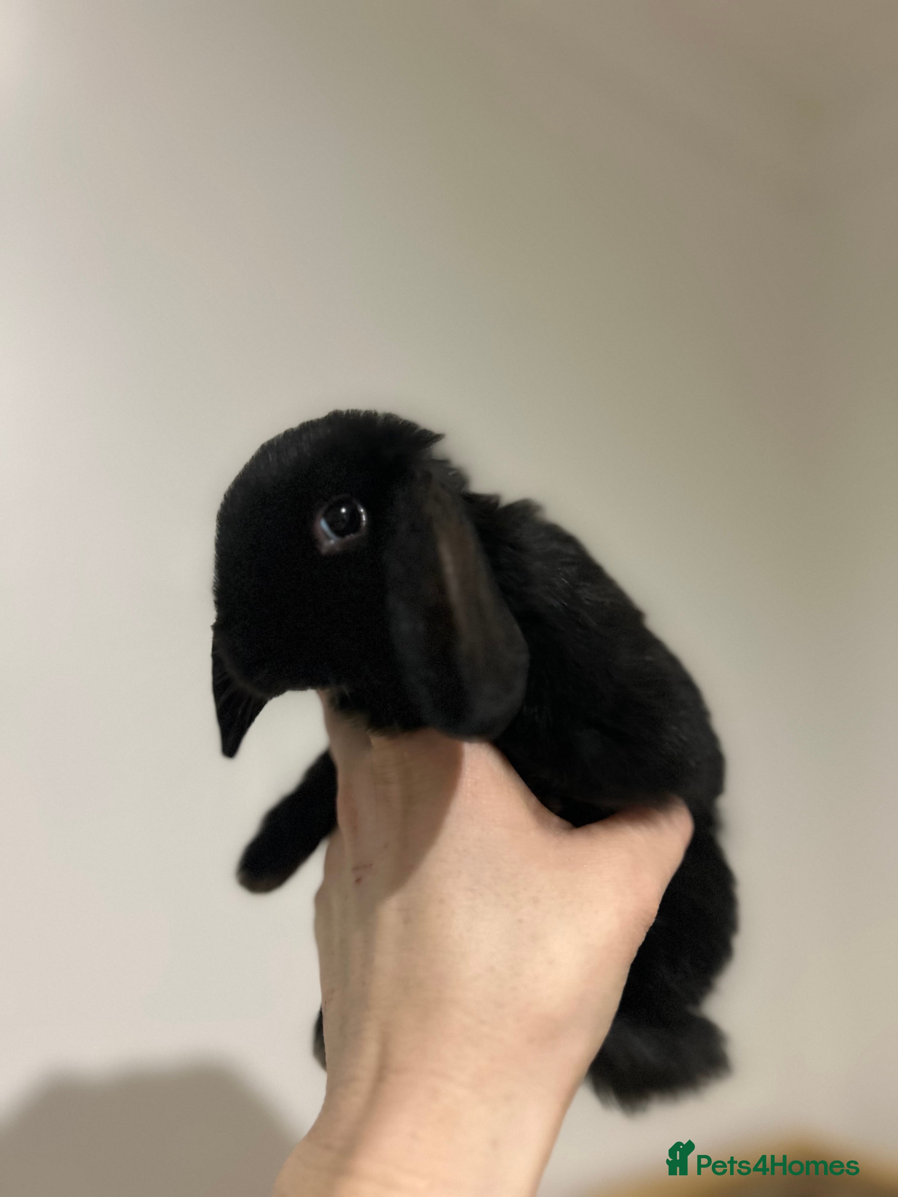 Mini Lop rabbits Last 2 available ready to leave now.  - Advert 1