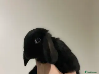 Mini Lop rabbits Last 2 available ready to leave now. - Advert 1