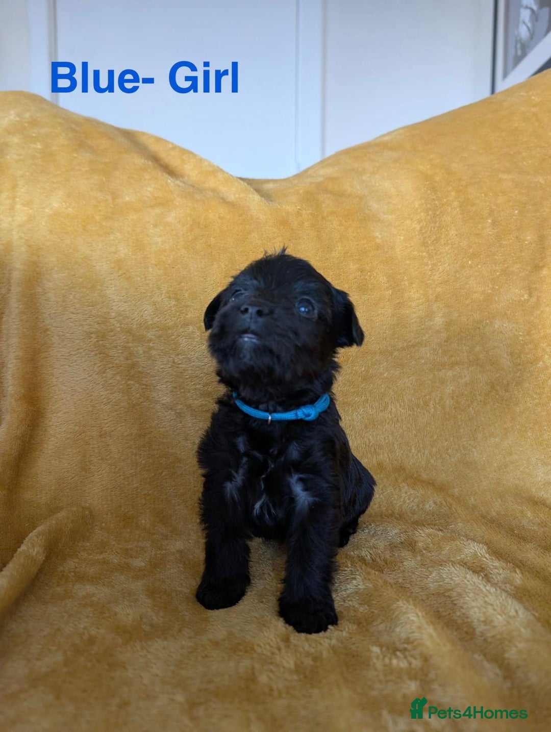 Mixed Breed dogs for sale: Beautiful Border terrier/Patterdale terrier pups - Advert 5