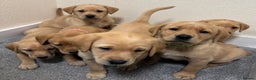 Labrador Retriever dogs for sale: Labrador puppies - Advert 16