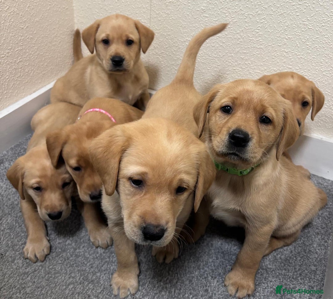 Labrador Retriever dogs for sale: Labrador puppies - Advert 16