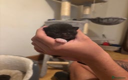 Mixed Breed cats for sale: 3 male tuxedo kittens  - Image 9