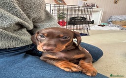 Miniature Dachshund dogs for sale: Reggie and Walter  - Advert 10