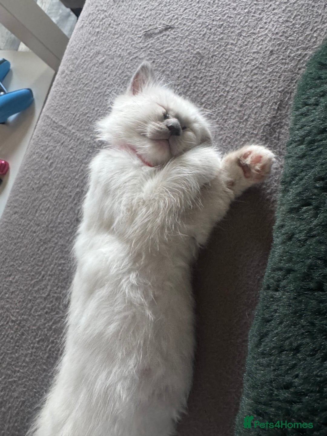 Ragdoll cats for sale: 3 Female Purebred Ragdoll Kittens - Image 7