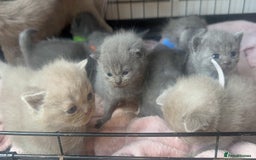British Shorthair cats for sale: Stunning British Short Hair Kittens - Image 11