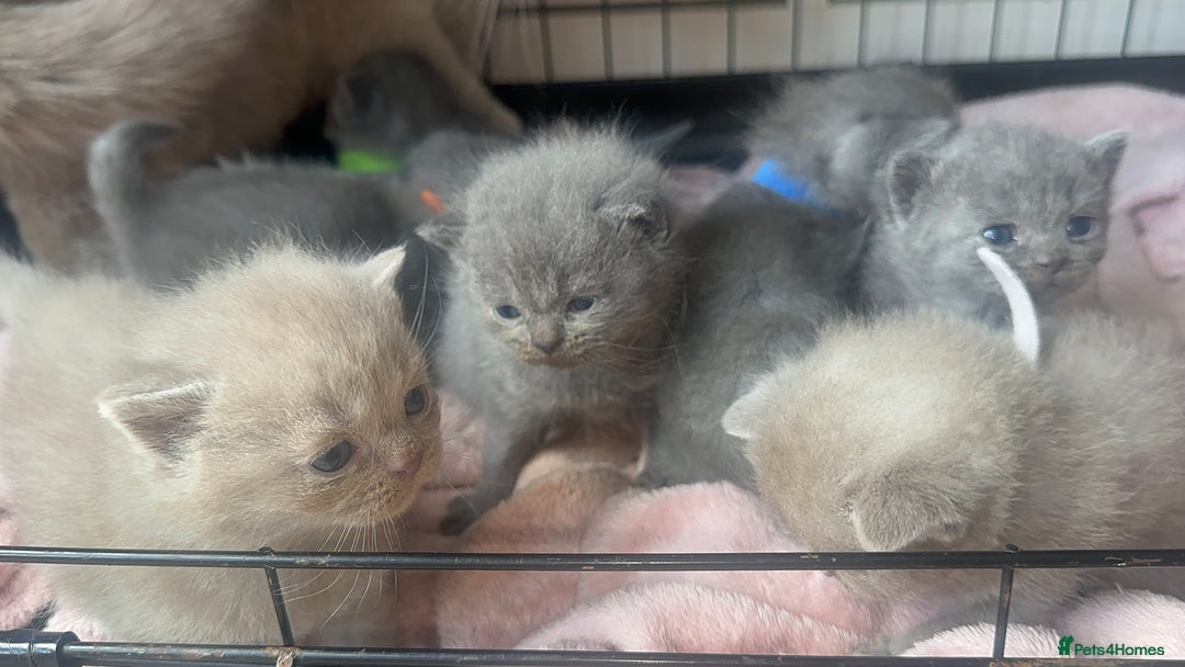 British Shorthair cats for sale: Stunning British Short Hair Kittens - Image 11