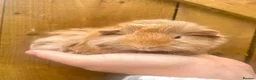 Mini Lop rabbits for sale: Long Haired Guinea Pigs For Sale  - Advert 4