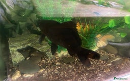 Goldfish fish for sale: Two Big Goldfish - Image 2