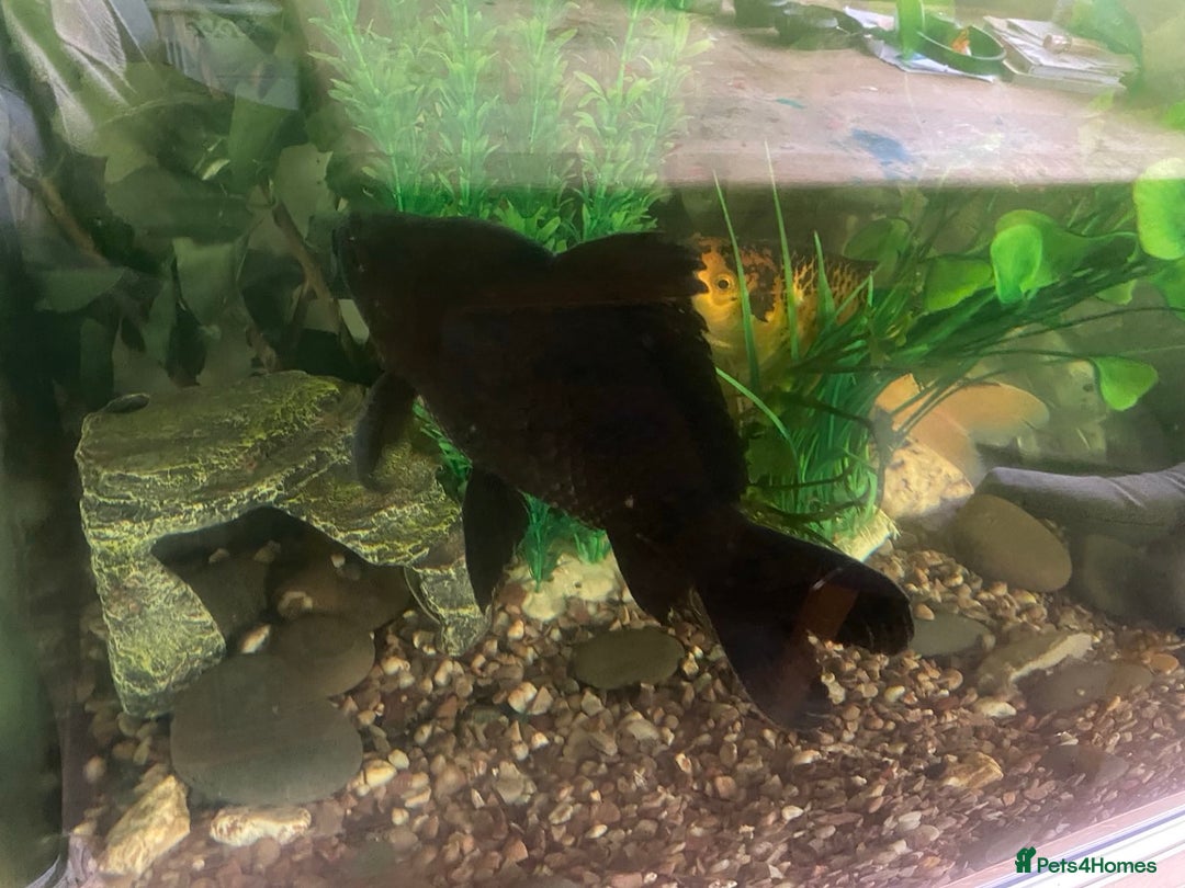 Goldfish fish for sale: Two Big Goldfish - Image 2