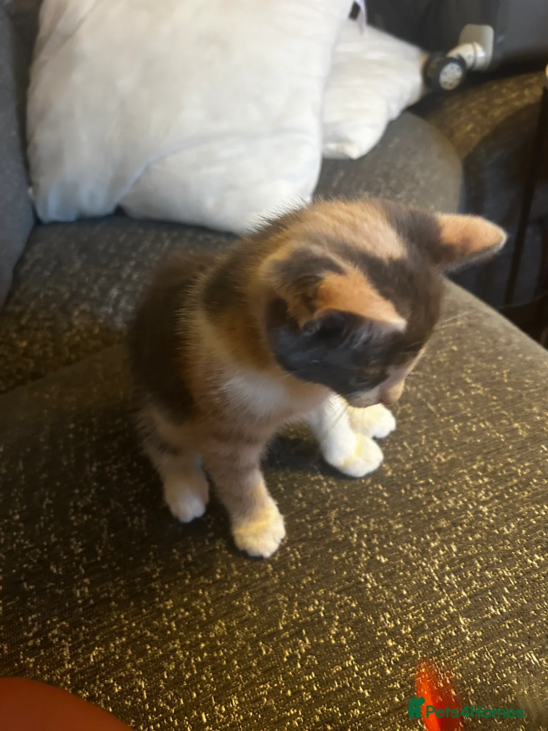 Mixed Breed cats for sale: Female kitten for sale - Advert 4