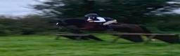 Irish Cob horses for sale: 13.2 mothers dream all rounder  - Advert 12