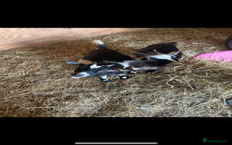 Goats livestock for sale: 5 Pygmy goats looking for new pastures. - Image 3