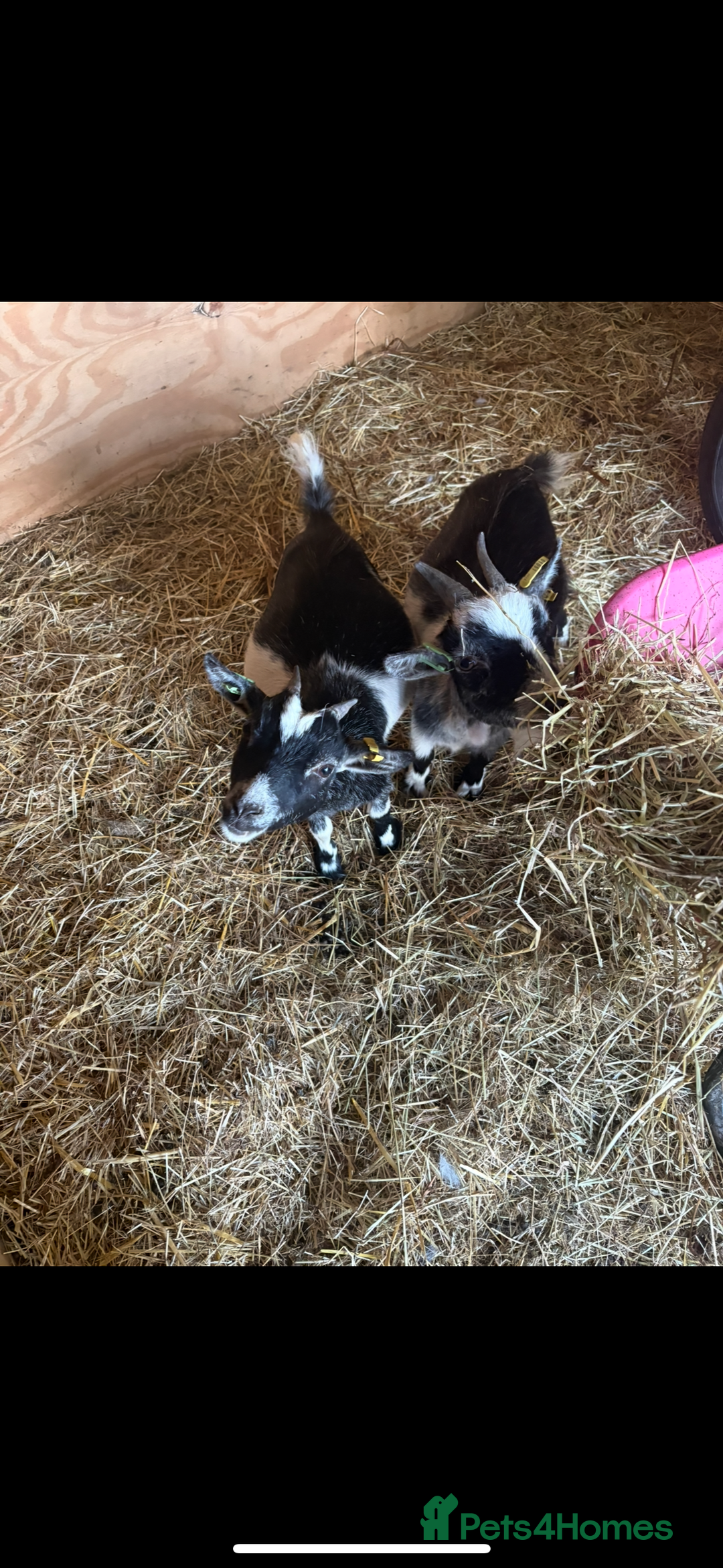 Goats livestock for sale: 5 Pygmy goats looking for new pastures. - Image 3