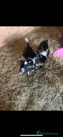 Goats livestock - Advert 15