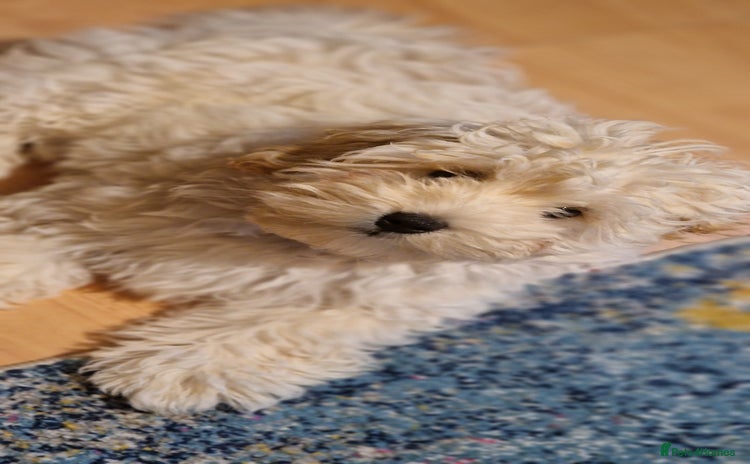 Maltipoo dogs - Advert 4
