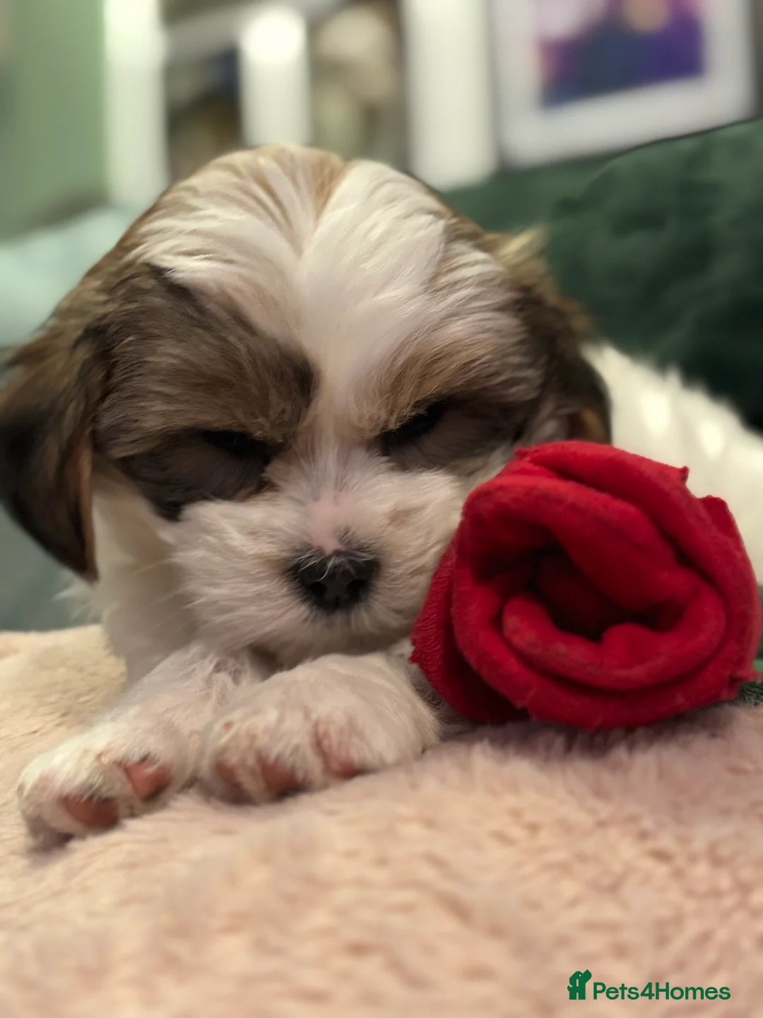 Mixed Breed dogs for sale: Now good to go . - Advert 5