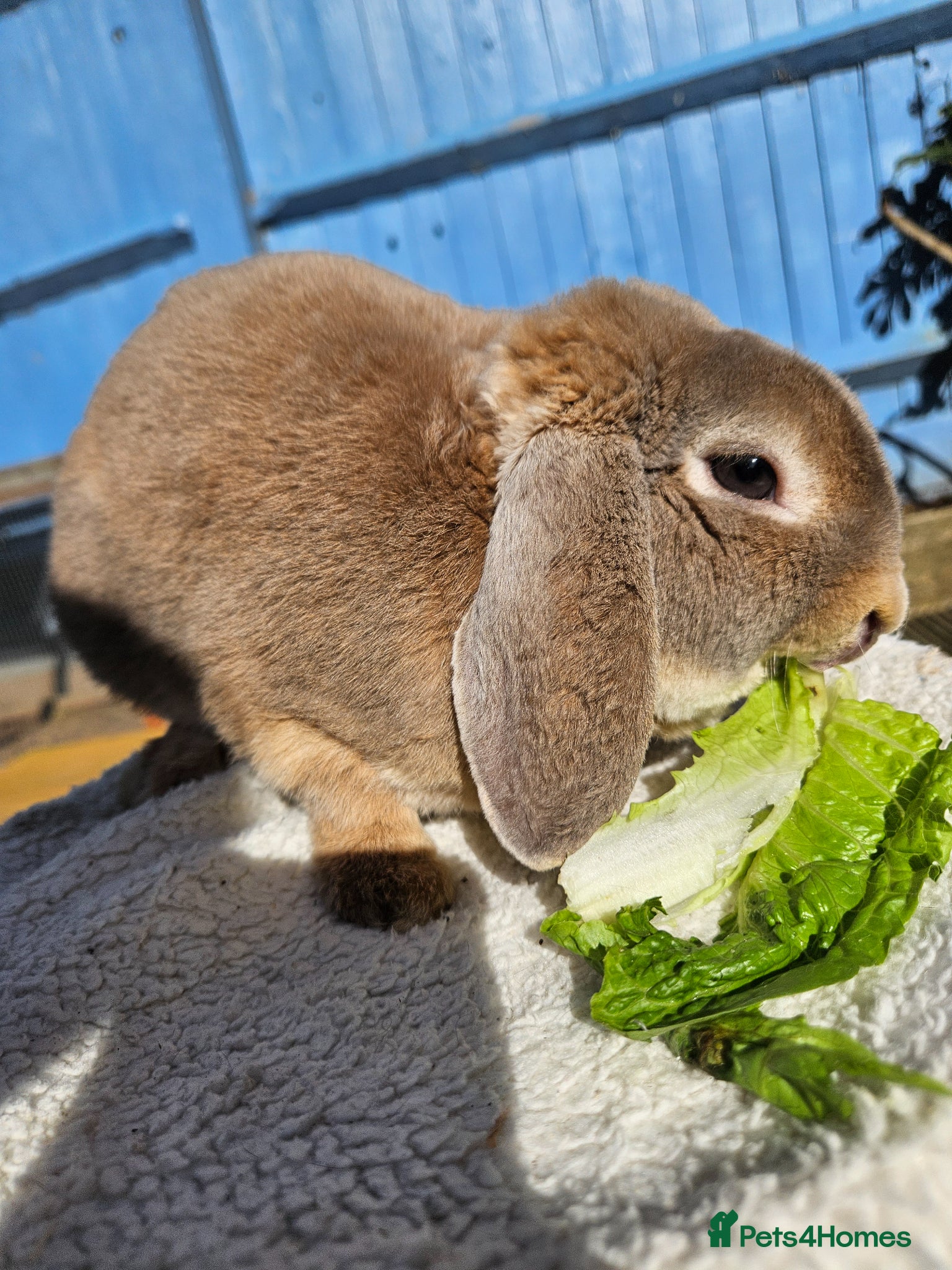 Mini Lop rabbits Blue Fox Mini Plush Lop Buck - Advert 2