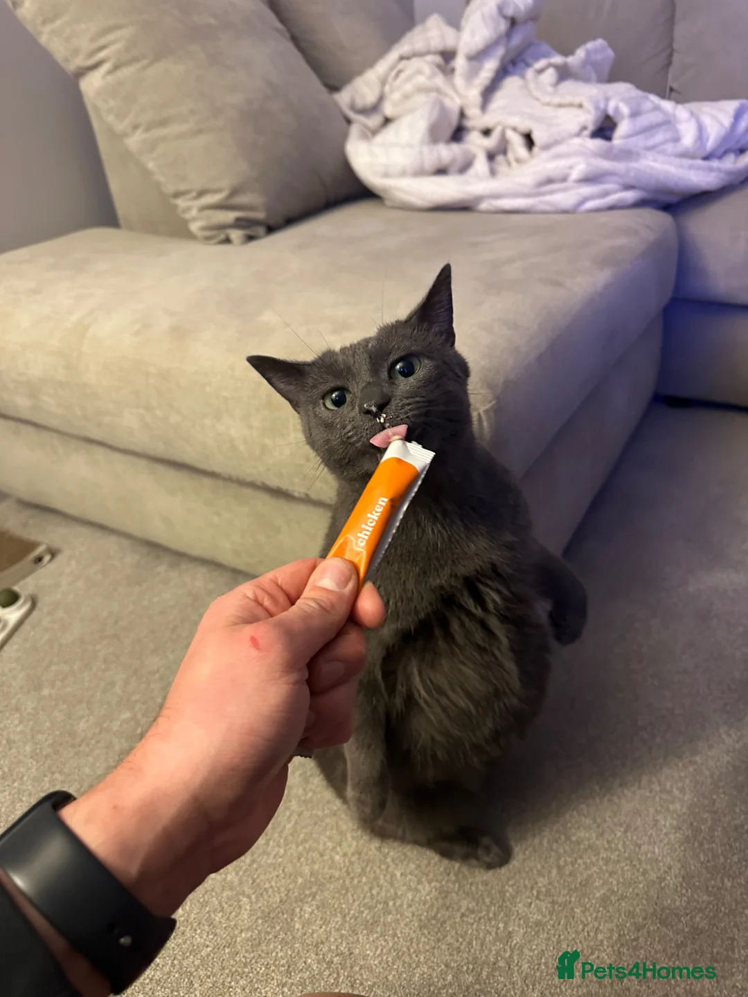 Russian Blue cats for sale: Pebbles in Leeds - Advert 2