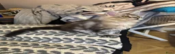 Maine Coon cats for sale: 3 Beautiful Maine Coon kittens forsale in Ammanford - Advert 24