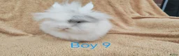 Lionhead rabbits for sale: Double mane lionhead rabbits - Advert 15