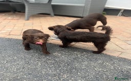 Patterdale Terrier dogs for sale: ⭐️ Patterdale puppies only 2 girls available ⭐️ - Image 8