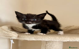 Domestic Shorthair cats for sale: Gorgeous Fluffy Kittens, ready now! - Image 3