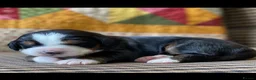 Bernese Mountain Dog dogs for sale: Cute Delighted  Bernese Mountain Puppies  in Folkestone - Advert 16
