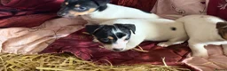 Jack Russell dogs for sale: Jack Russell puppies ready now  - Advert 8