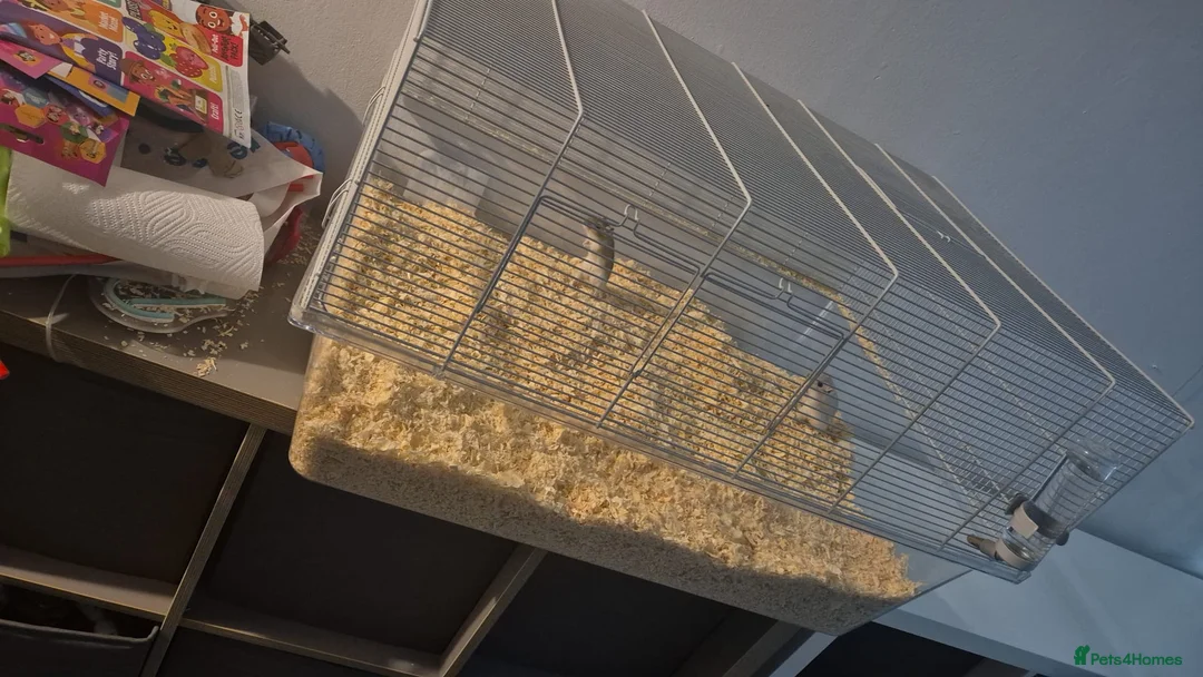 Gerbil rodents for sale: Two male gerbils with cage  - Advert 2