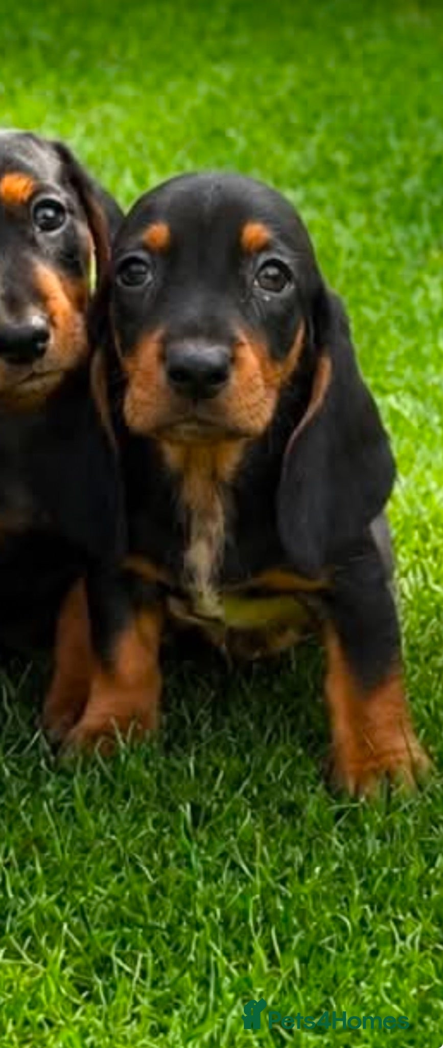 Basset Hound dogs 🐾 Mini Basset LAST LITTE BOY 🐾❤️ - Advert 17