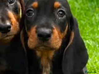 Basset Hound dogs 🐾 Mini Basset LAST LITTE BOY 🐾❤️ - Advert 17