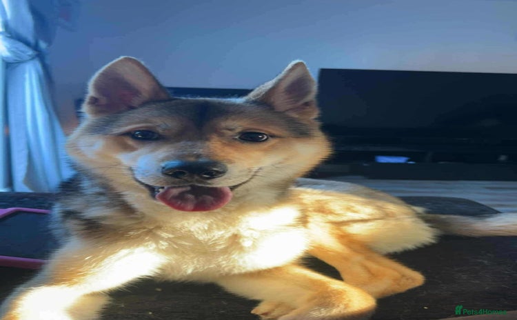 Huskita dogs - Advert 1