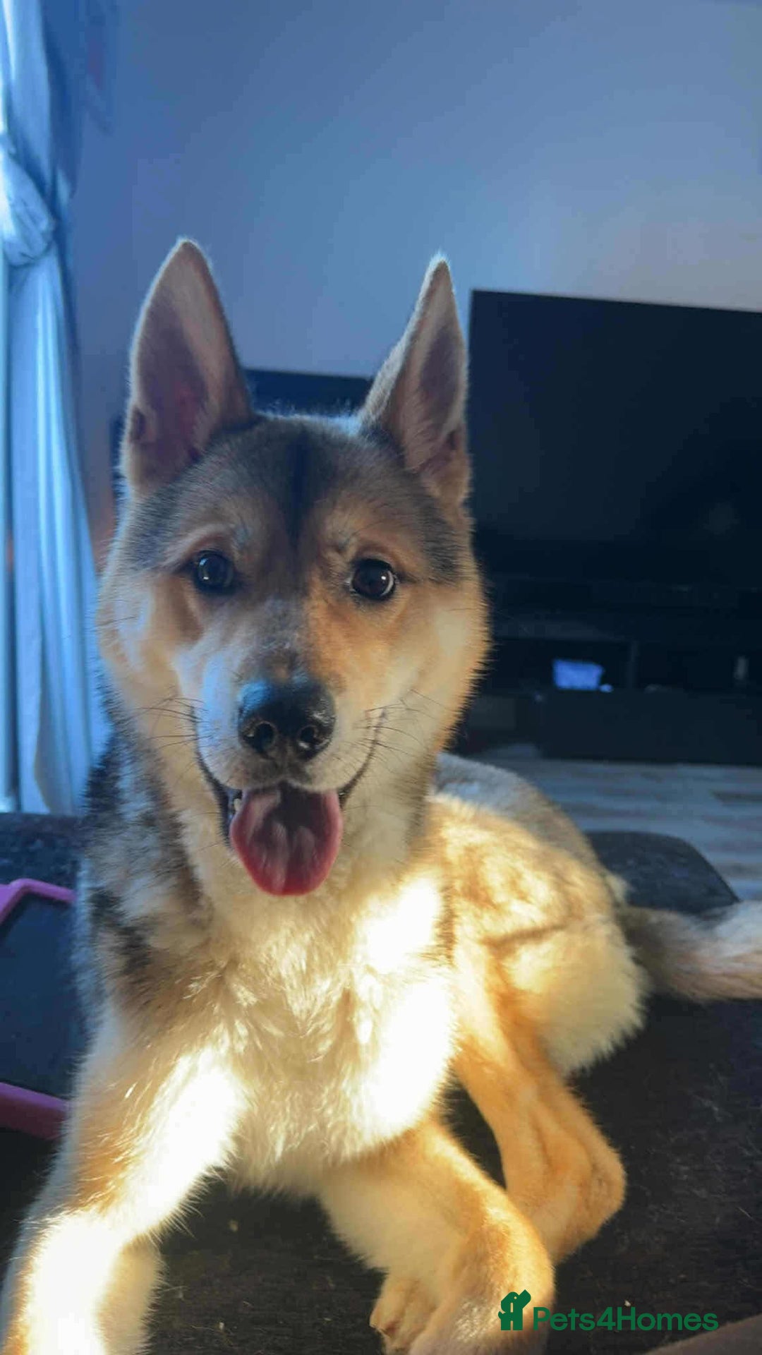 Huskita dogs for sale: Huskita 1year old  - Image 1