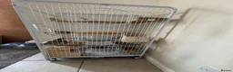 Chinchilla rodents for sale: 2 female chinchillas blue diamond beige with cage  - Advert 6