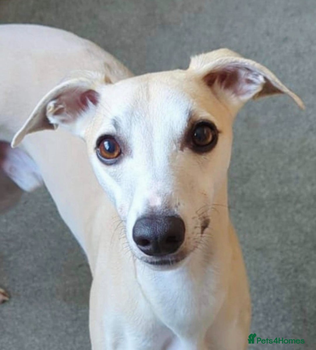 Whippet dogs for sale: STUNNING KC PEDIGREE BLUE BLACK FAWN PUPPIES - Image 6