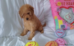 Poodle dogs for sale: Red small miniature poodle mum is tiny one 💙left - Image 6