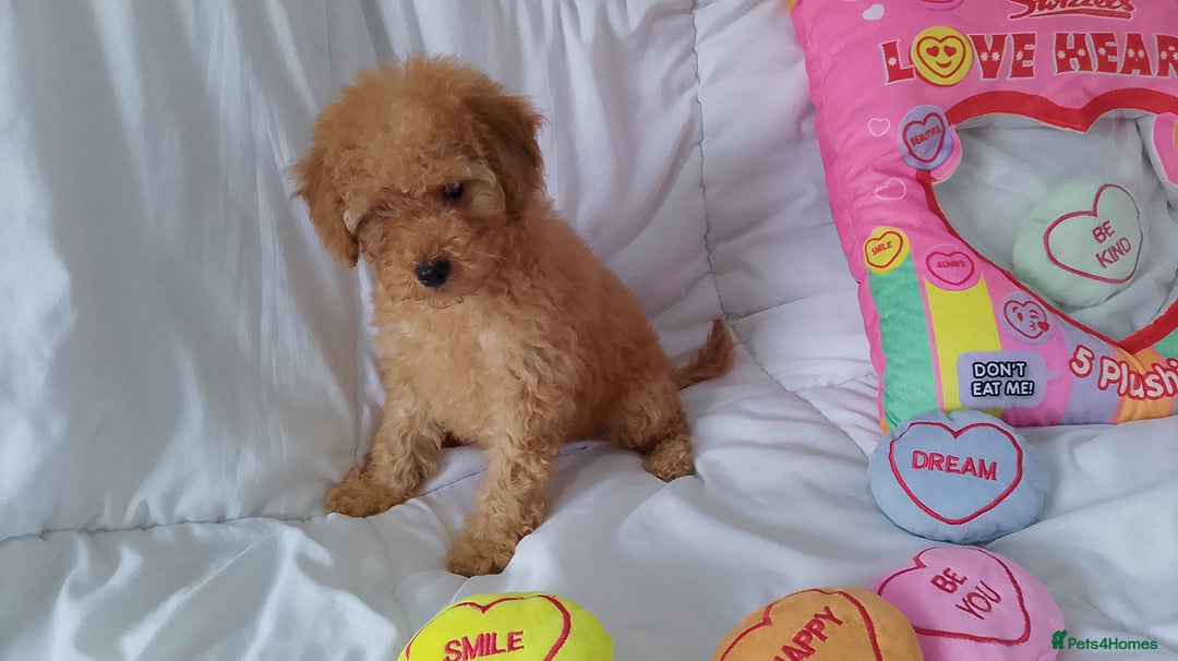 Poodle dogs for sale: Red small miniature poodle mum is tiny one 💙left - Image 6