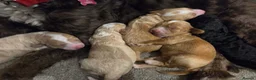 Sproodle dogs for sale: Male sproodle puppy in Rotherham - Advert 6
