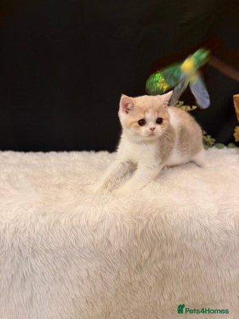 British Shorthair cats - Advert 6
