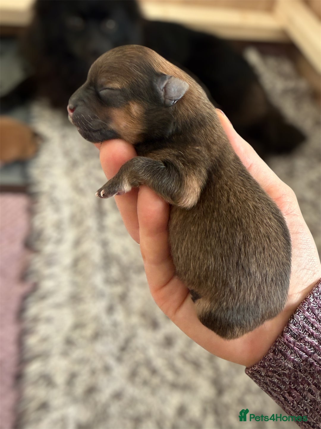 Pomeranian dogs for sale: Adorable Pomeranian puppies - ready January 25! - Advert 16